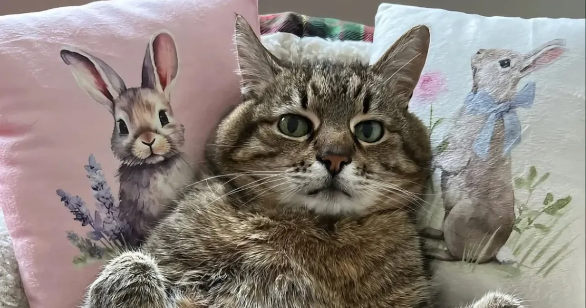 Кіт Степан