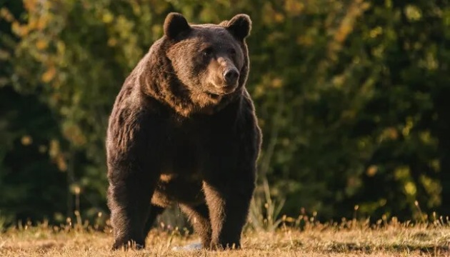 На Закарпатті ведмеді стали частіше підходити до осель у гірських селах - у ДСНС і поліції прокоментували