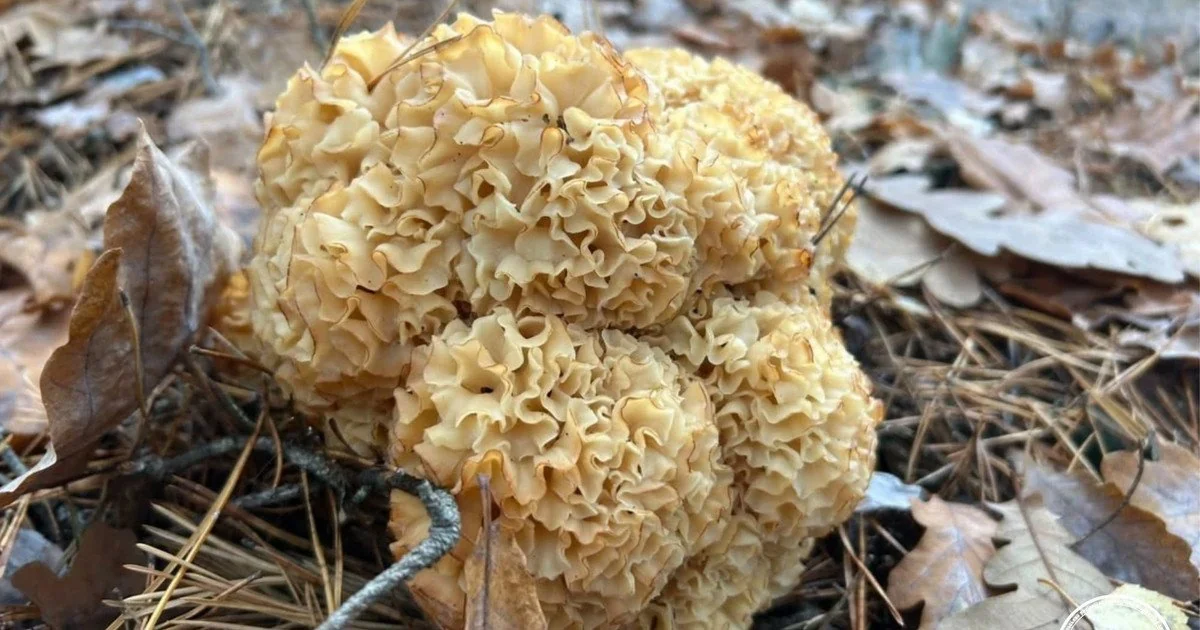 Sparassis crispa