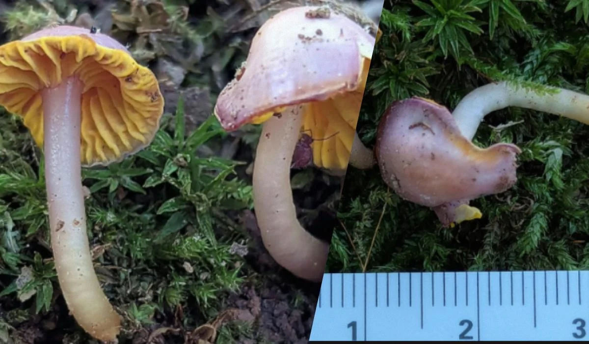У США виявили невідомий науковцям гриб, який може змінювати колір