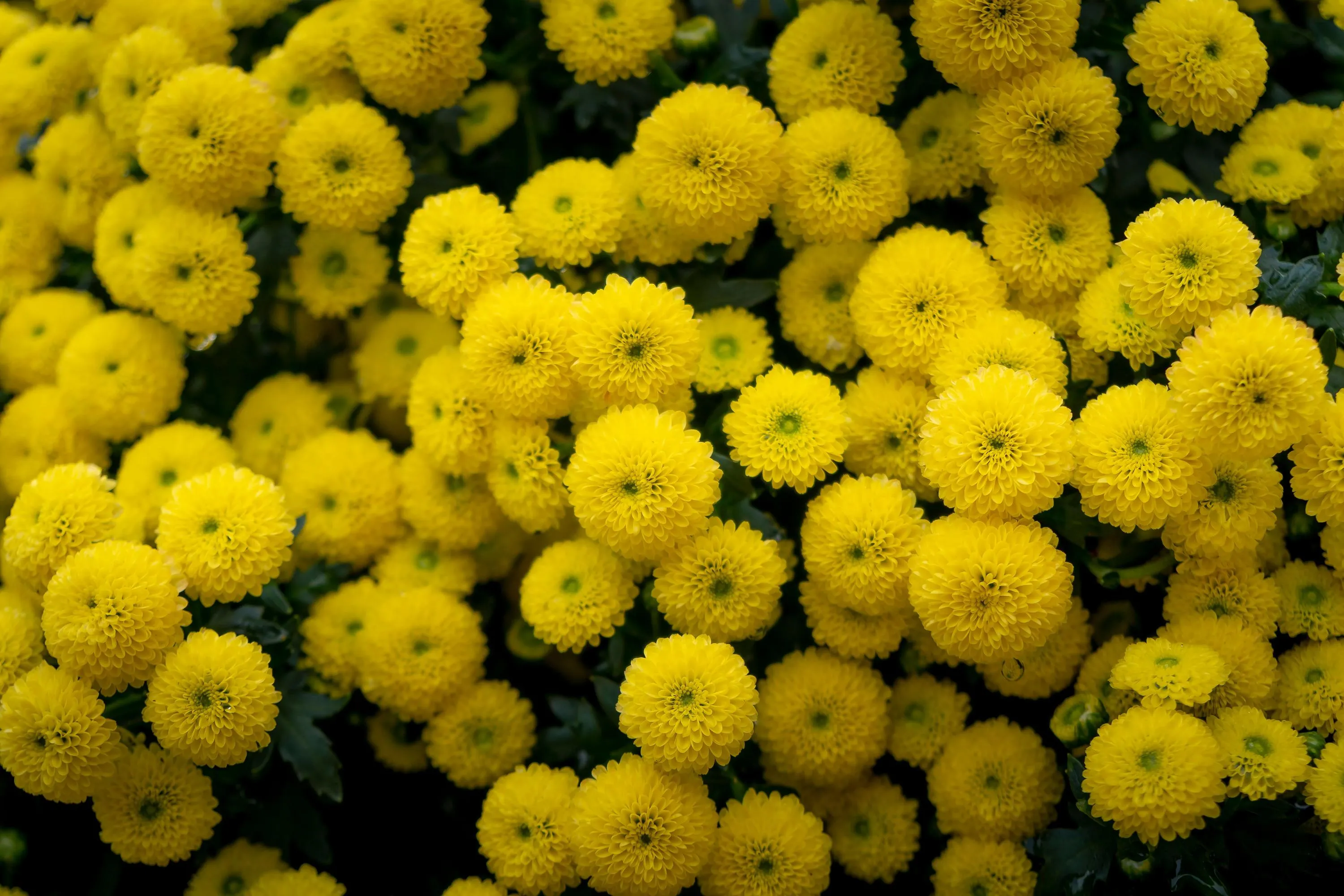 Простий спосіб вберегти квіти на кладовищі / Фото Pexels