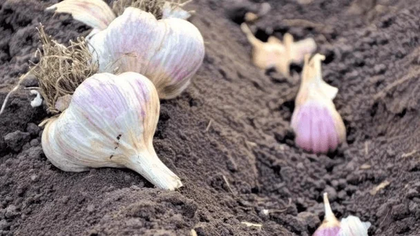 Який часник краще садити на зиму: топ-6 найкращих сортів