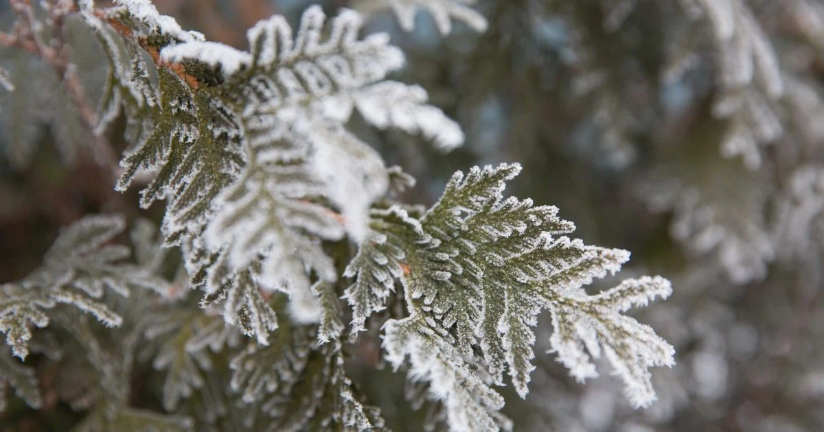 Синоптики прогнозують відчутне похолодання в Україні