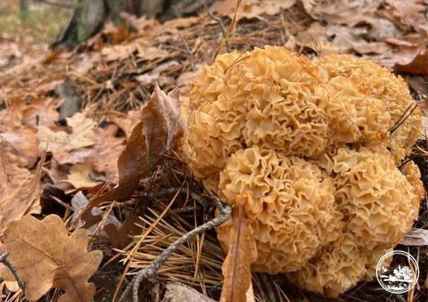 Sparassis crispa.  / © Чорнобильський радіаційно-екологічний біосферний заповідник